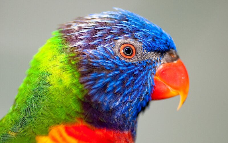 Rainbow Lorikeet Bird — Blue, Vibrant, Photograph, Eye