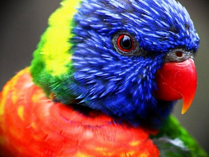 Rainbow Lorikeet Bird — Blue, Vibrant, Photograph, Red Beak