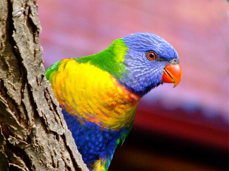 Rainbow Lorikeet Bird — Blue, Vibrant, Photograph, Tree Trunk