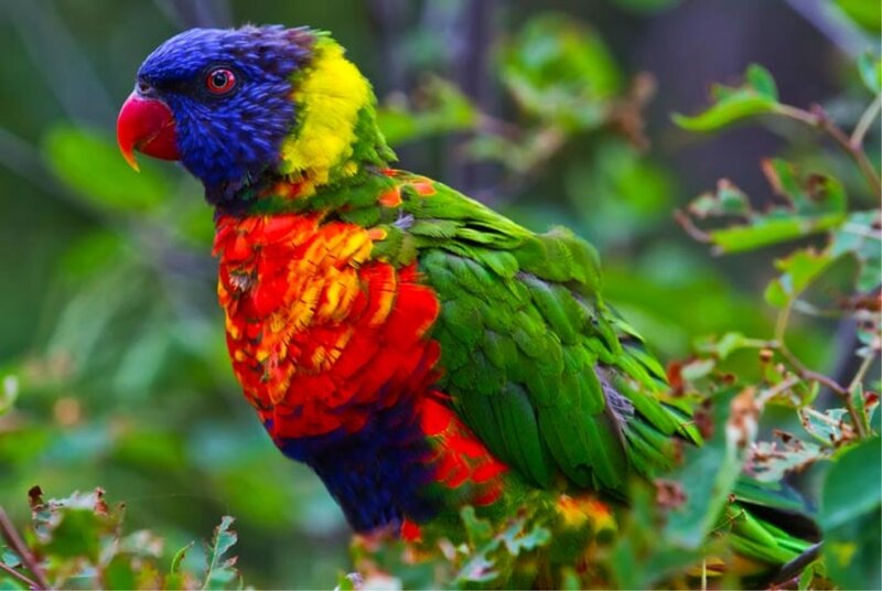 Rainbow Lorikeet Bird — Green