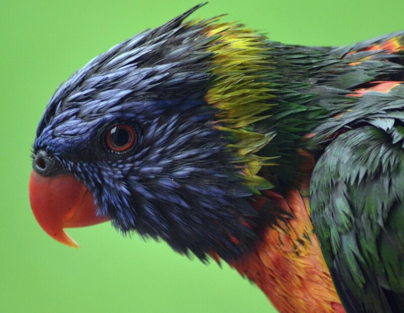 Rainbow Lorikeet Bird — Green, Vibrant
