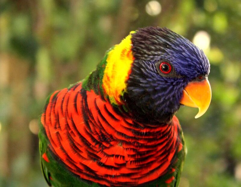 Rainbow Lorikeet Bird — Red