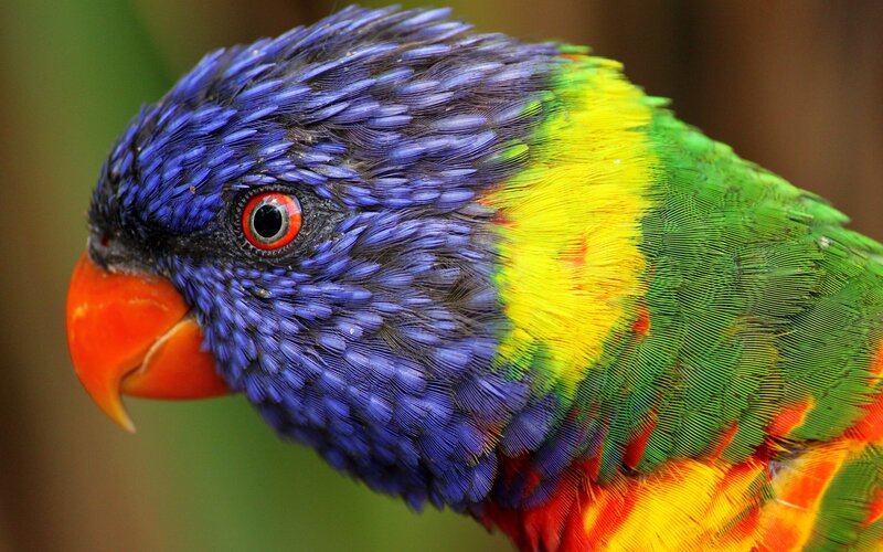 Rainbow Lorikeet Bird