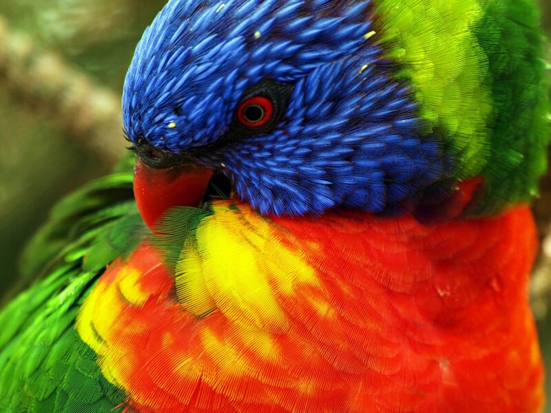 Rainbow Lorikeet — Blue