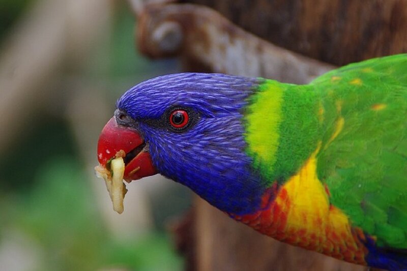 Rainbow Lorikeet Eating — Blue, Natural