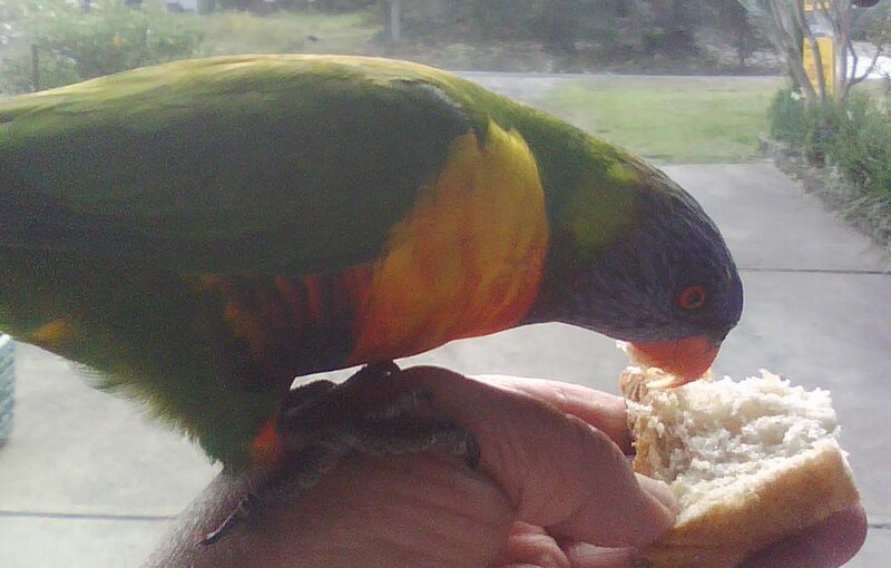 Rainbow Lorikeet Eating Bread