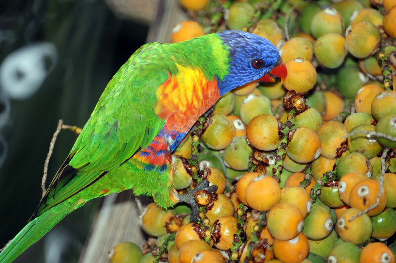 Rainbow lorikeet eating fruit