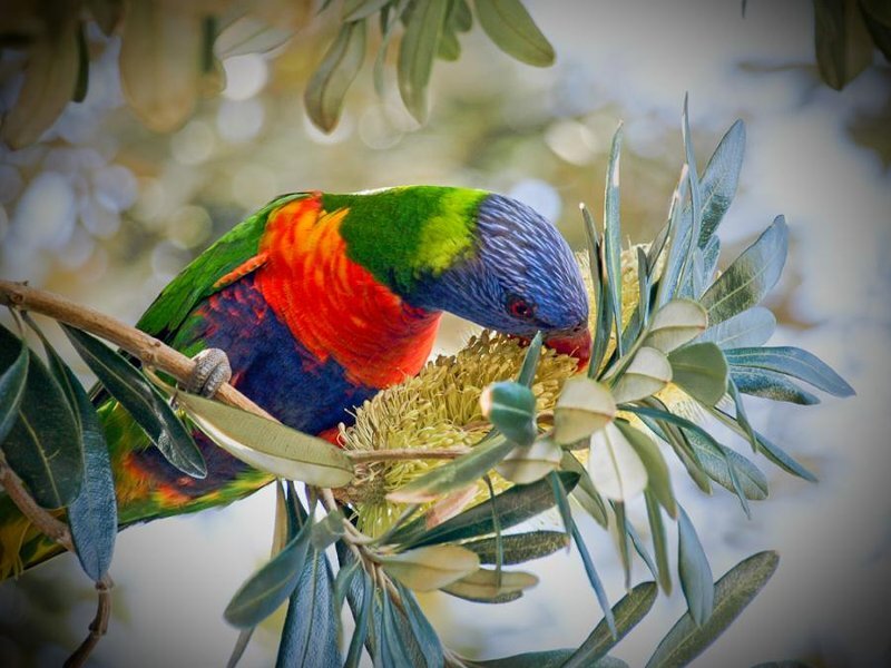 Rainbow Lorikeet Eating