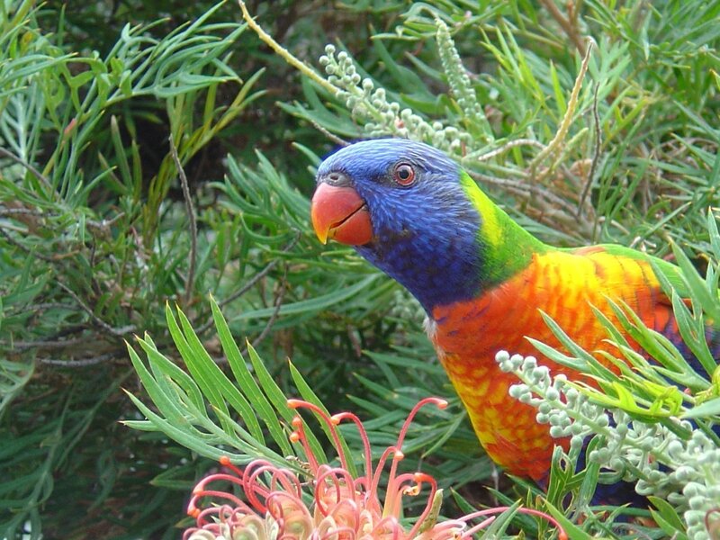 Rainbow Lorikeet in Bush — Blue
