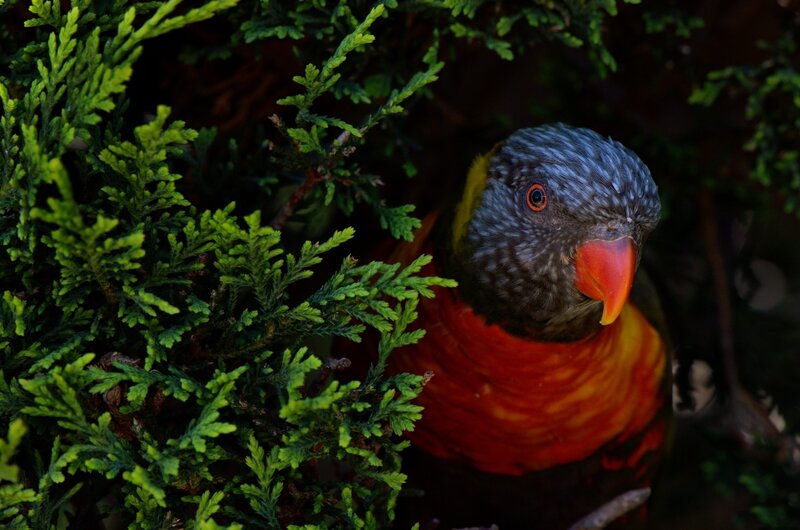 Rainbow Lorikeet in Bush — Green, Natural