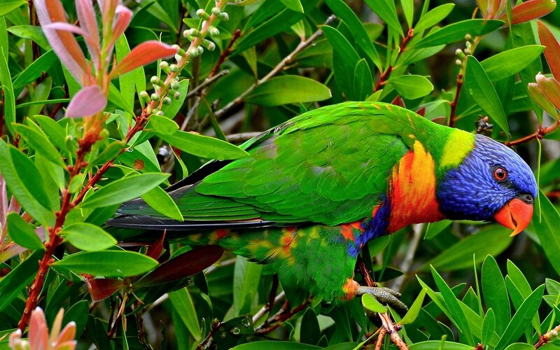 Rainbow Lorikeet in Bush — Green