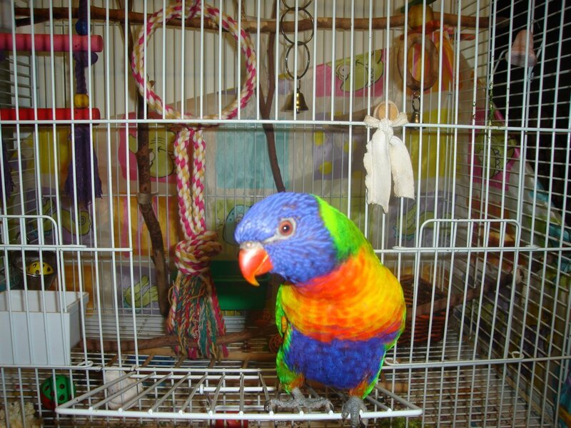 Rainbow Lorikeet in Cage