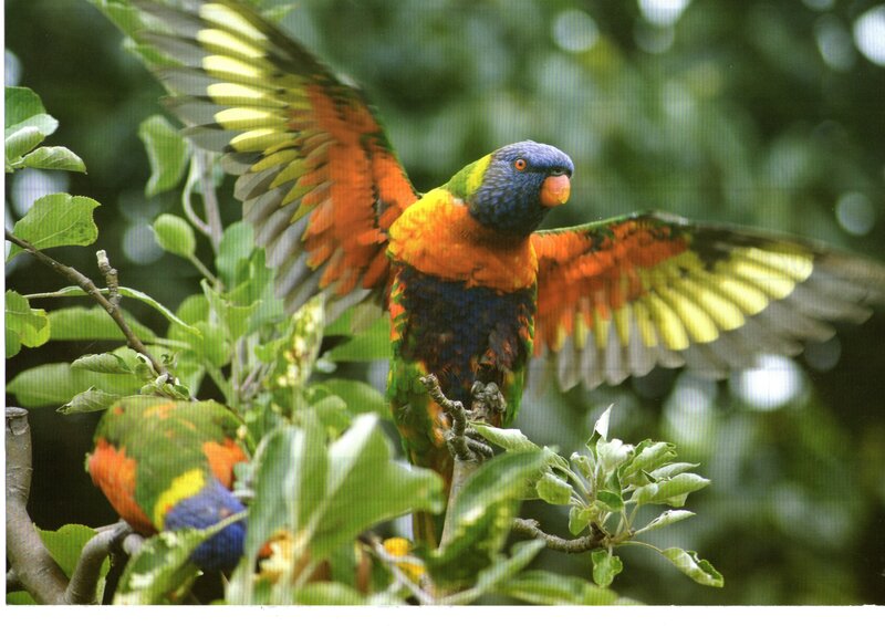 Rainbow Lorikeet in Flight