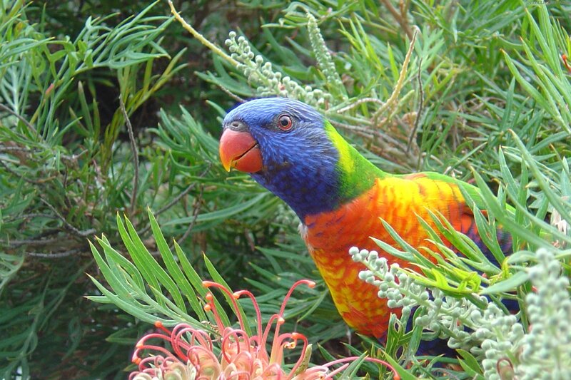 Rainbow lorikeet in foliage