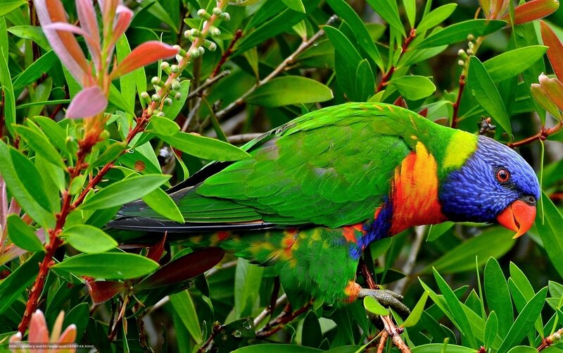 Rainbow lorikeet in foliage