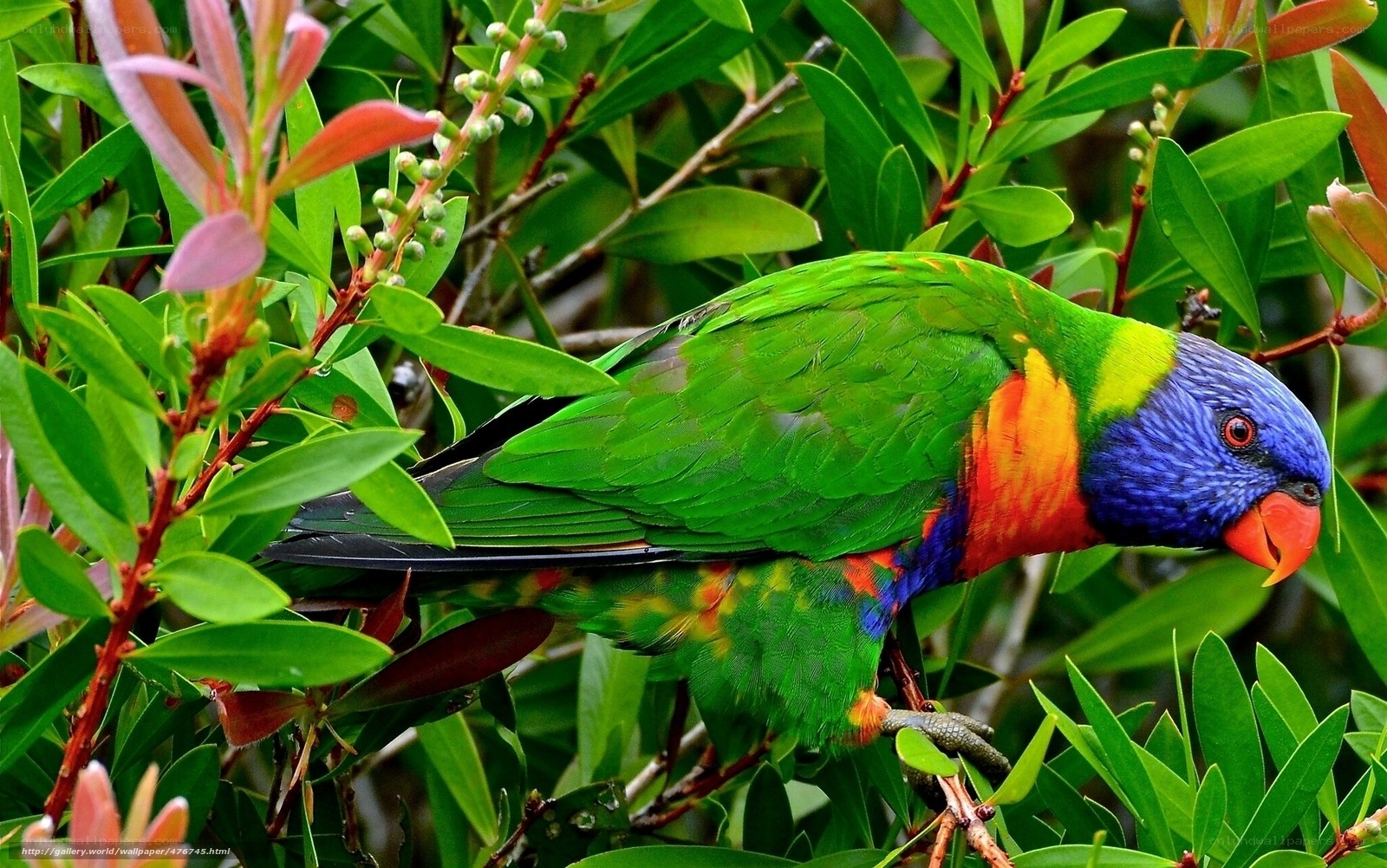 Rainbow lorikeet in foliage
