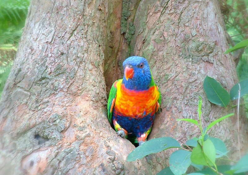 Rainbow Lorikeet in Tree — Blue