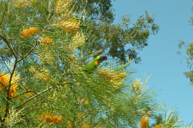 Rainbow Lorikeet in Tree — Green