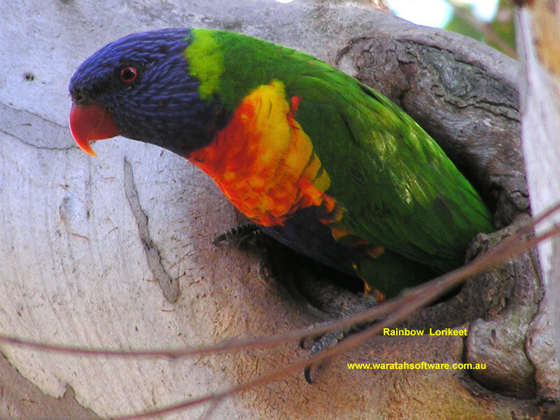 Rainbow Lorikeet in Tree