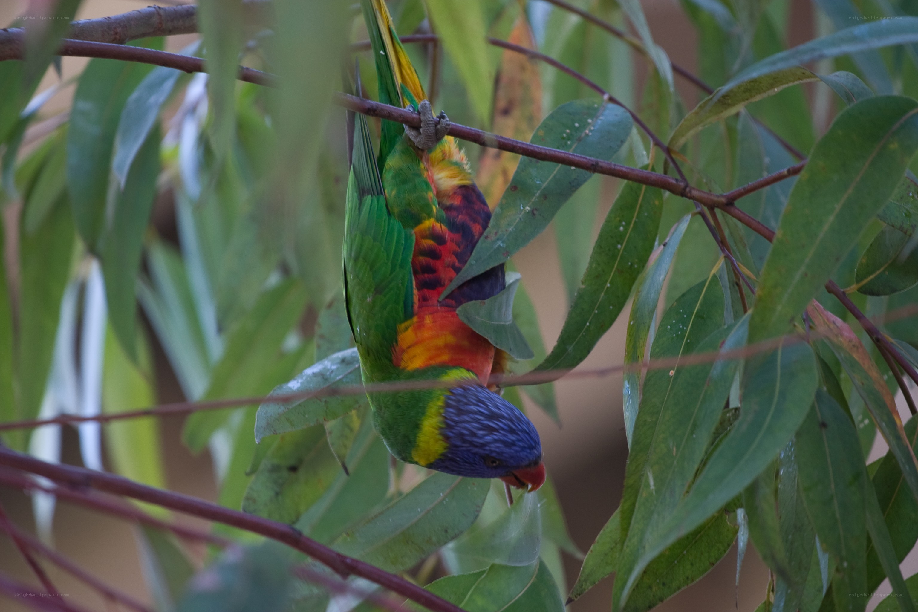 Rainbow lorikeet on a branch