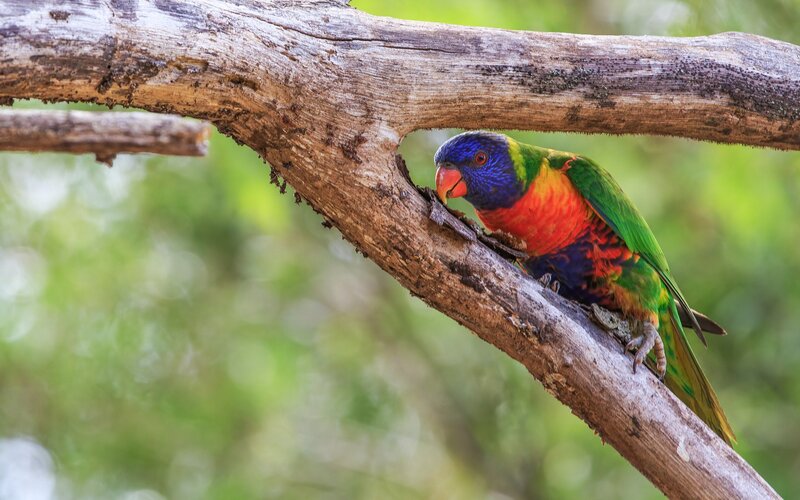 Rainbow lorikeet on a tree branch