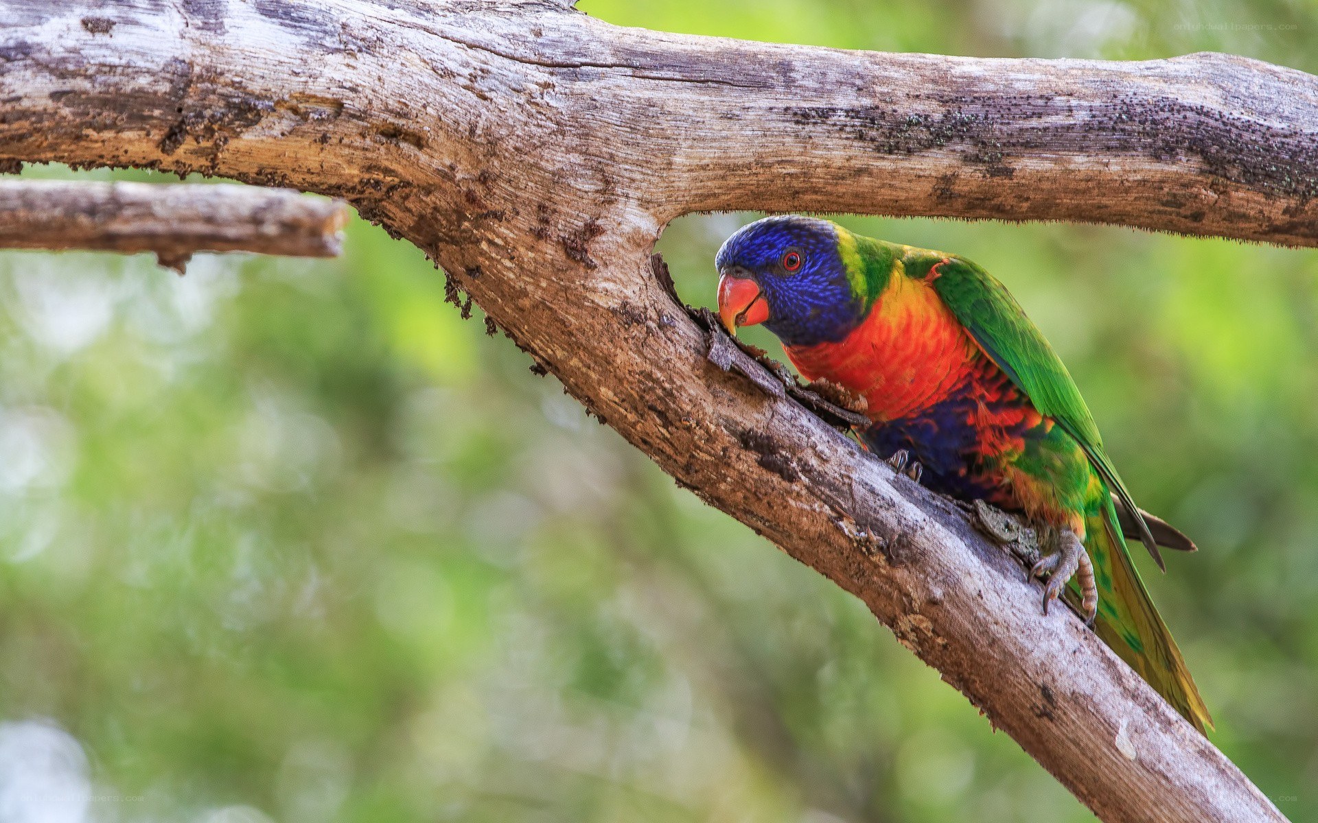 Rainbow lorikeet on a tree branch