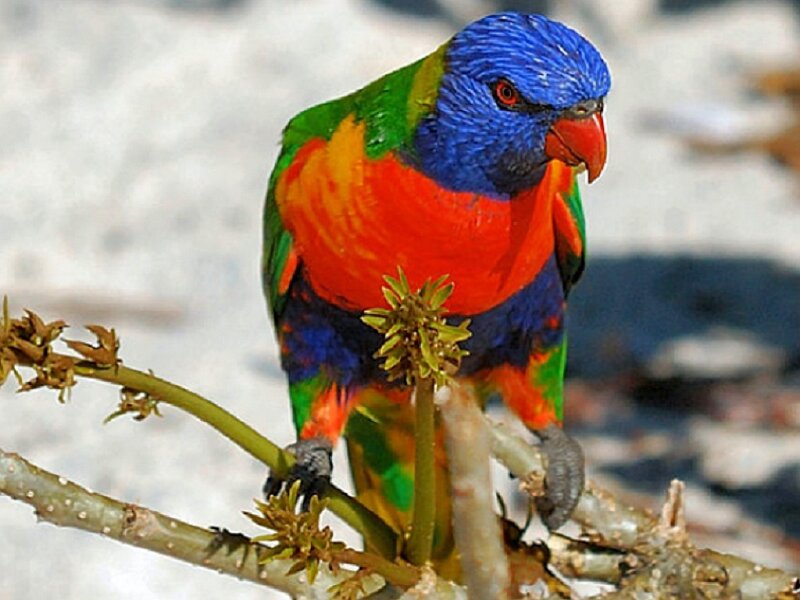 Rainbow Lorikeet on Branch — Blue, Calm, Afternoon