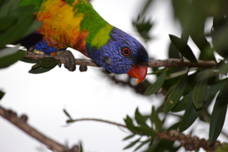 Rainbow Lorikeet on Branch — Blue, Calm