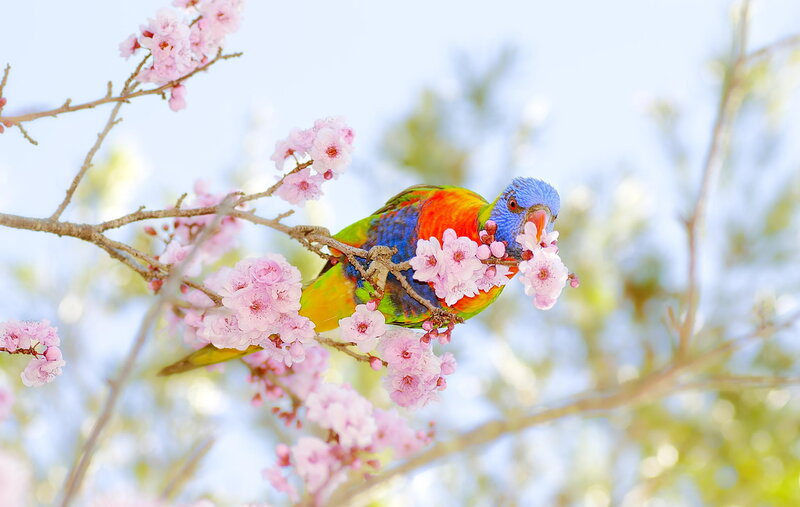Rainbow Lorikeet on Branch — Blue, Serene, Spring