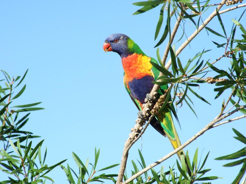 Rainbow Lorikeet on Branch — Blue, Serene