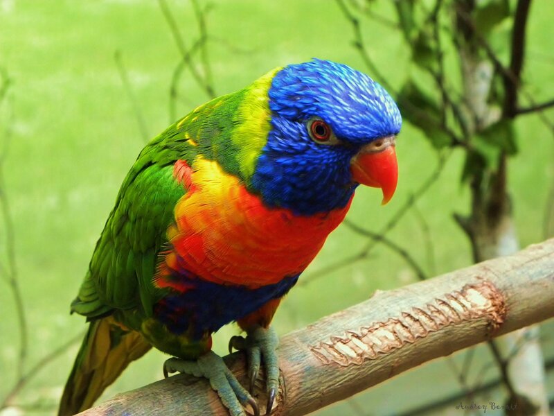 Rainbow Lorikeet on Branch — Blue