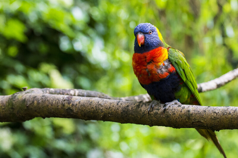 Rainbow Lorikeet on Branch — Green, Calm, Afternoon