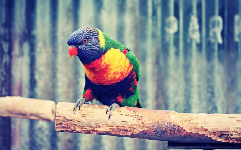 Rainbow Lorikeet on Branch — Green, Calm, Photograph, Background Wall