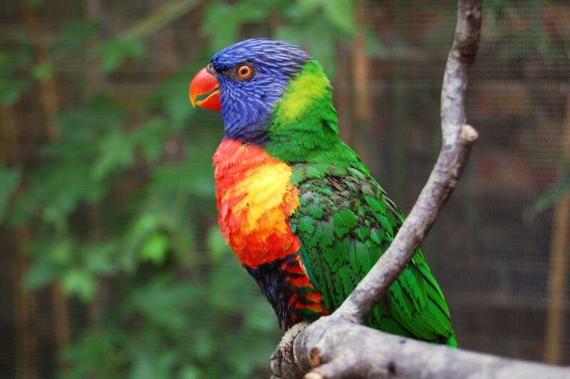 Rainbow Lorikeet on Branch — Green, Calm, Photograph, Green Leaves