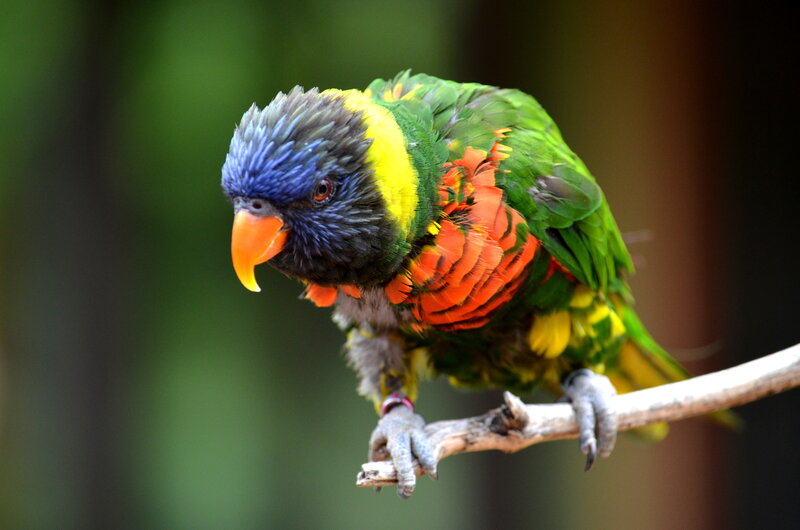 Rainbow Lorikeet on Branch — Green, Calm, Photograph