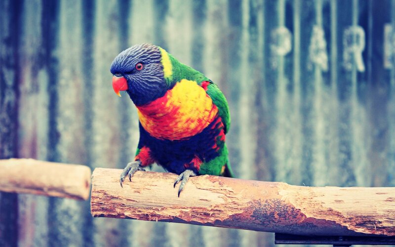 Rainbow Lorikeet on Branch — Green, Calm