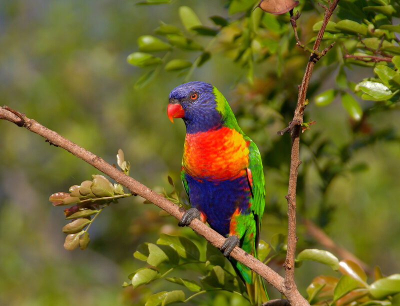 Rainbow Lorikeet on Branch — Green, Natural, Afternoon, Photograph, Leaves