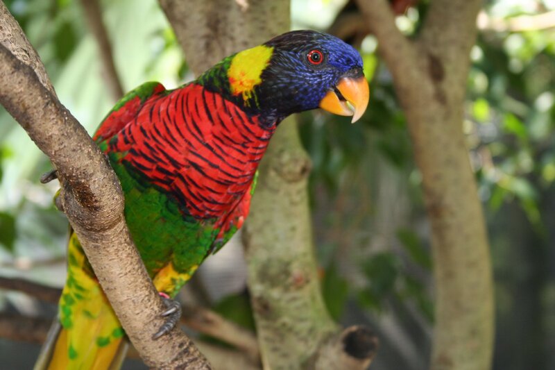 Rainbow Lorikeet on Branch — Green, Natural, Afternoon