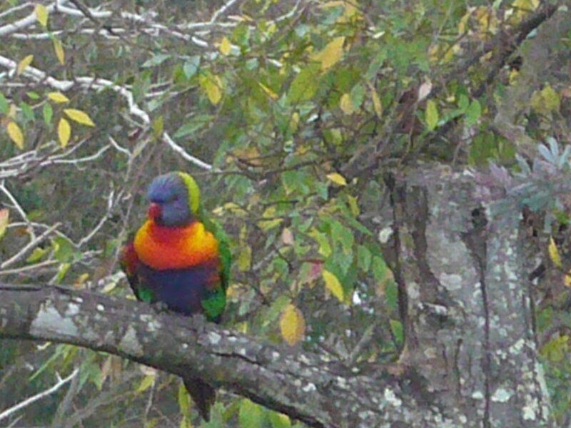 Rainbow Lorikeet on Branch — Green, Natural