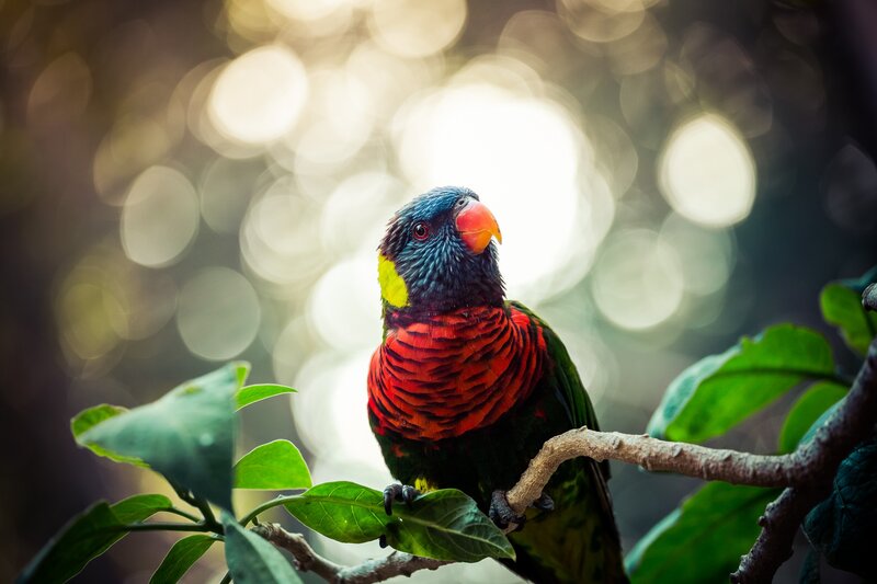 Rainbow Lorikeet on Branch — Green, Serene