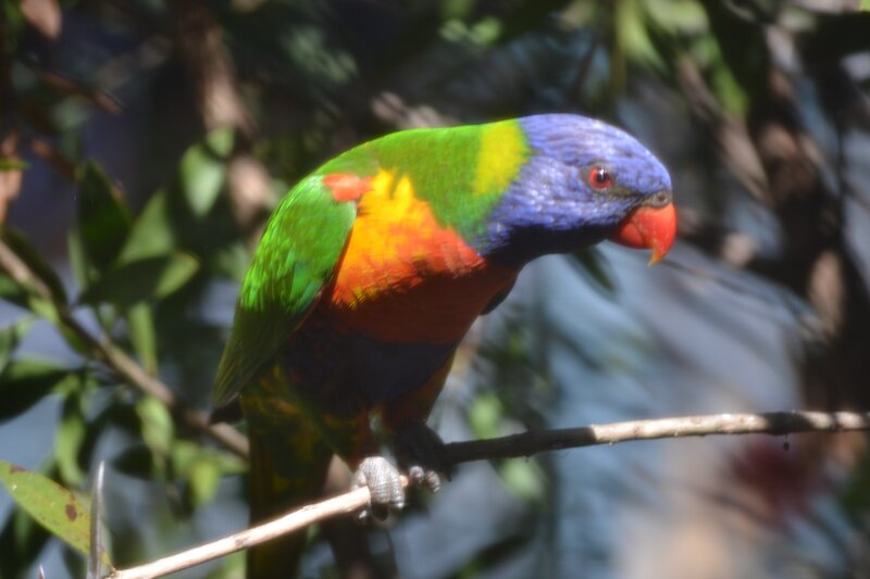 Rainbow Lorikeet on Branch — Green