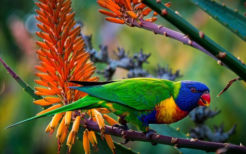 Rainbow Lorikeet on Branch — Green, Vibrant, Afternoon