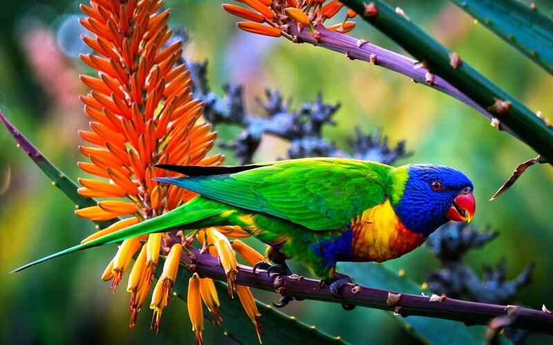 Rainbow Lorikeet on Branch — Green, Vibrant