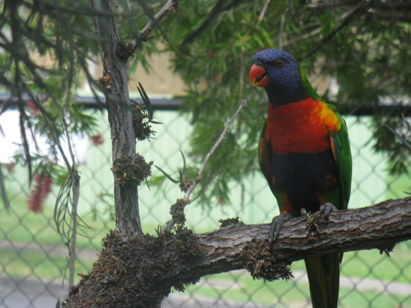 Rainbow Lorikeet on Branch