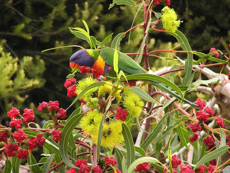 Rainbow lorikeet on eucalyptus