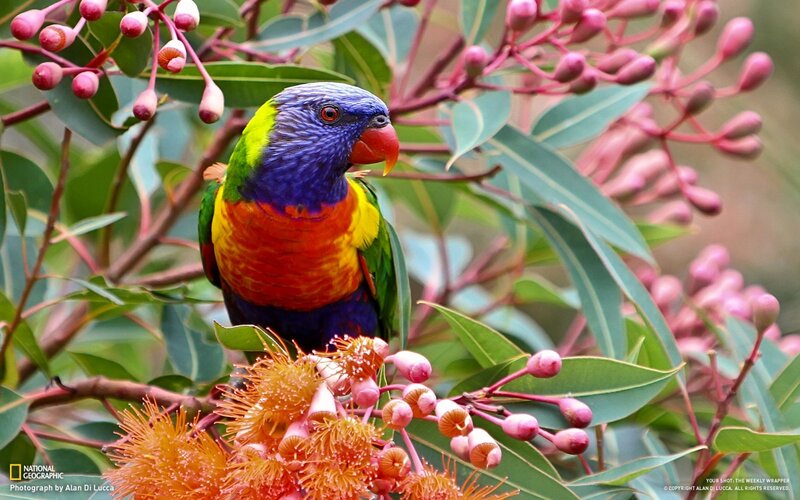 Rainbow lorikeet on eucalyptus