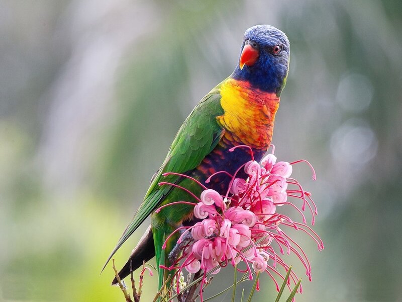 Rainbow Lorikeet on Flower — Green, Calm, Afternoon