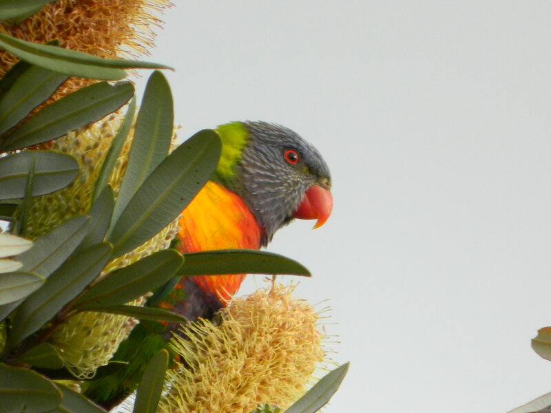 Rainbow Lorikeet on Flower — Green, Calm, Photograph