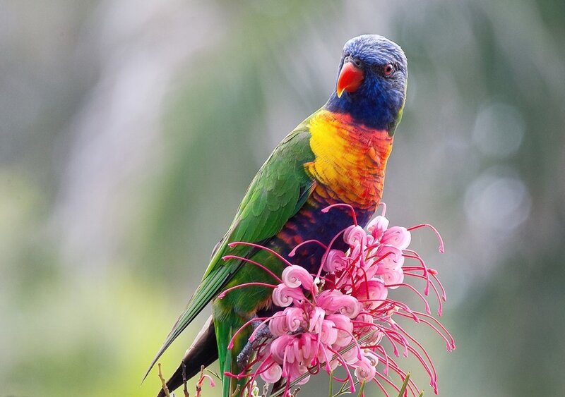Rainbow Lorikeet on Flower — Green, Calm