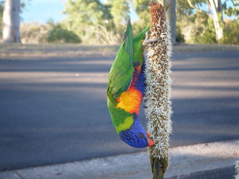 Rainbow Lorikeet on Flower — Green